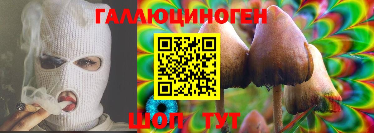 Псилоцибиновые грибы Psilocybe Димитровград